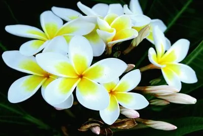 Tierra-Naturaleza.Frangipani jigsaw puzzle