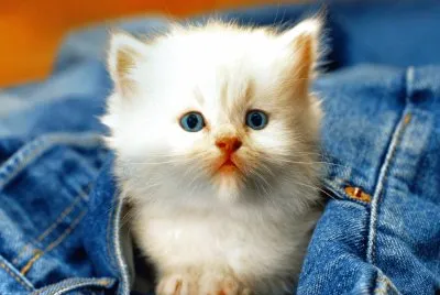 Animales-Gato