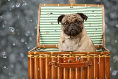 Animales-Pug .