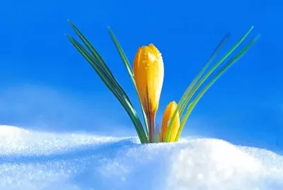 Arte Digt.-Naturaleza,Primavera