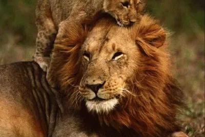 lions 2