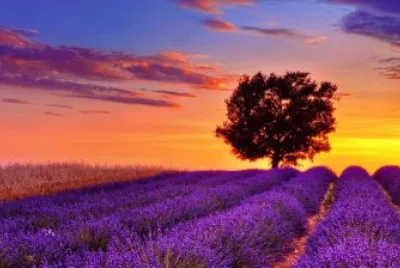 lavanda jigsaw puzzle