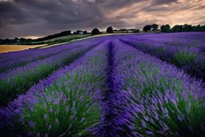 lavanda jigsaw puzzle