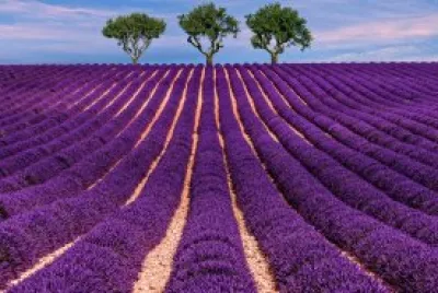 lavanda jigsaw puzzle