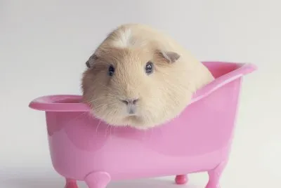 Animales- Cavia Porcellus.
