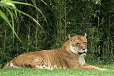 tigre 2