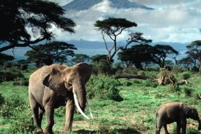 imagens jigsaw puzzle