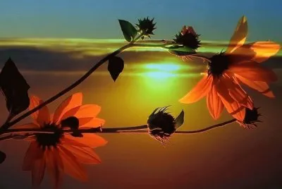 imagens jigsaw puzzle