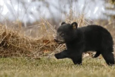 Baby Bear