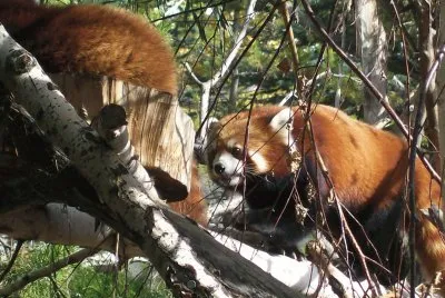 lion, tiger, red panda jigsaw puzzle