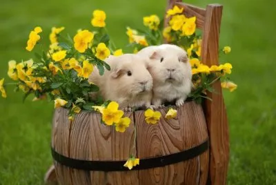 Animales-Cavia Porcellus... jigsaw puzzle