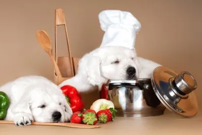 Animales-Perro,Cocinero