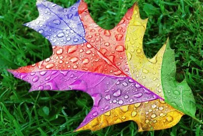 Fotografico-Naturaleza,Hoja jigsaw puzzle