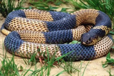 Fotografico-Cobra