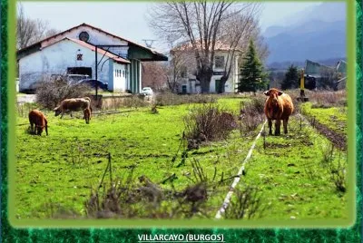 VILLARCAYO (BURGOS)  VACAS PASTANDO jigsaw puzzle