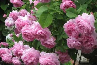 Lush Pink Roses jigsaw puzzle