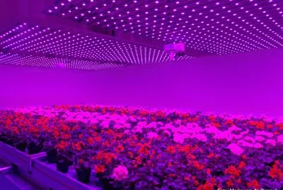 Plant Lab of the Future-Holland jigsaw puzzle