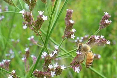 Tiny pale lavender wildflowers with bee jigsaw puzzle