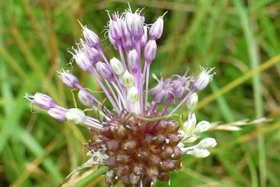 Flowering wild chives jigsaw puzzle