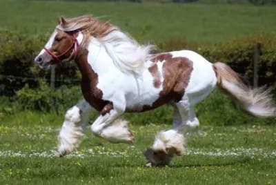 Caballo jigsaw puzzle