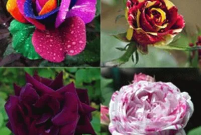 FOTO jigsaw puzzle