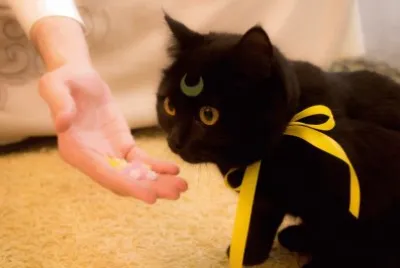 gatito luna jigsaw puzzle