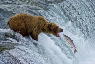 OSO COMELON
