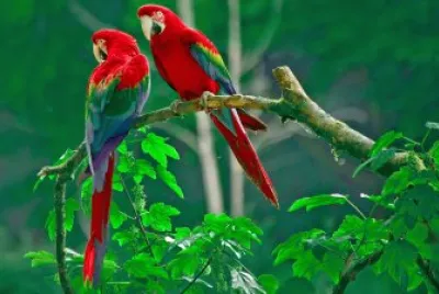animais
