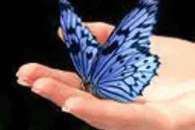 Mariposas jigsaw puzzle