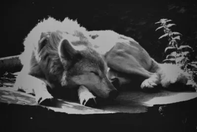 lucy2404 jigsaw puzzle