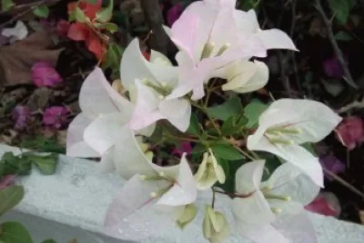 flores jigsaw puzzle