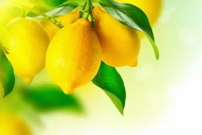 Lemons jigsaw puzzle