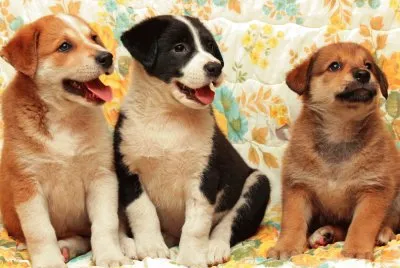 Animales,Cachorros.jpg