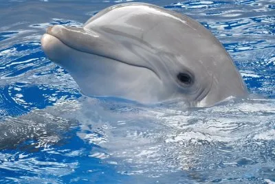 Animales-Delfin.jpg