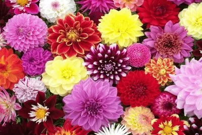 Tierra,Naturaleza,Dahlia.jpg jigsaw puzzle