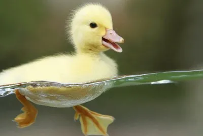 Fotografico-Patito.jpg