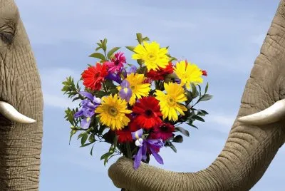 Elefantes-flores-ramo.jpg jigsaw puzzle