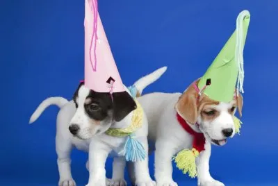 Perros-cachorros.jpg