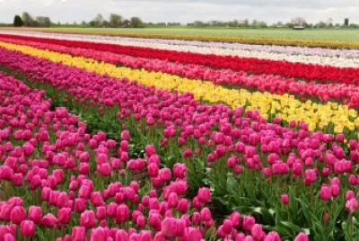 flowers jigsaw puzzle