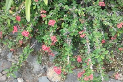 flores jigsaw puzzle