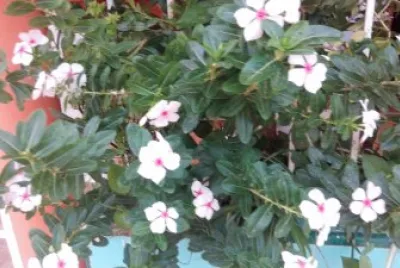 florecillas jigsaw puzzle