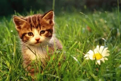 çŒ« jigsaw puzzle