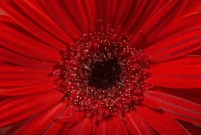 é²œèŠ±3 jigsaw puzzle