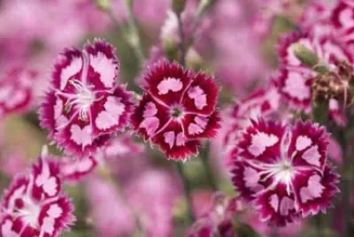 é²œèŠ±6 jigsaw puzzle