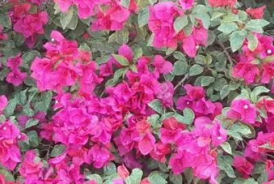 bugambilia jigsaw puzzle