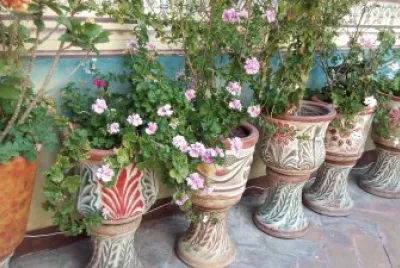 macetas jigsaw puzzle