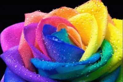 rose jigsaw puzzle