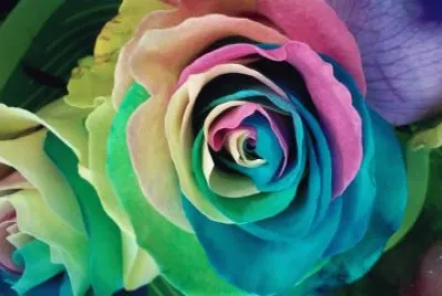 rose jigsaw puzzle