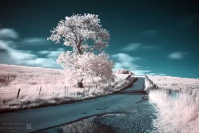 Infrared tree jigsaw puzzle