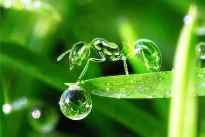 green ant jigsaw puzzle